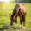 Paard met hooi in weide